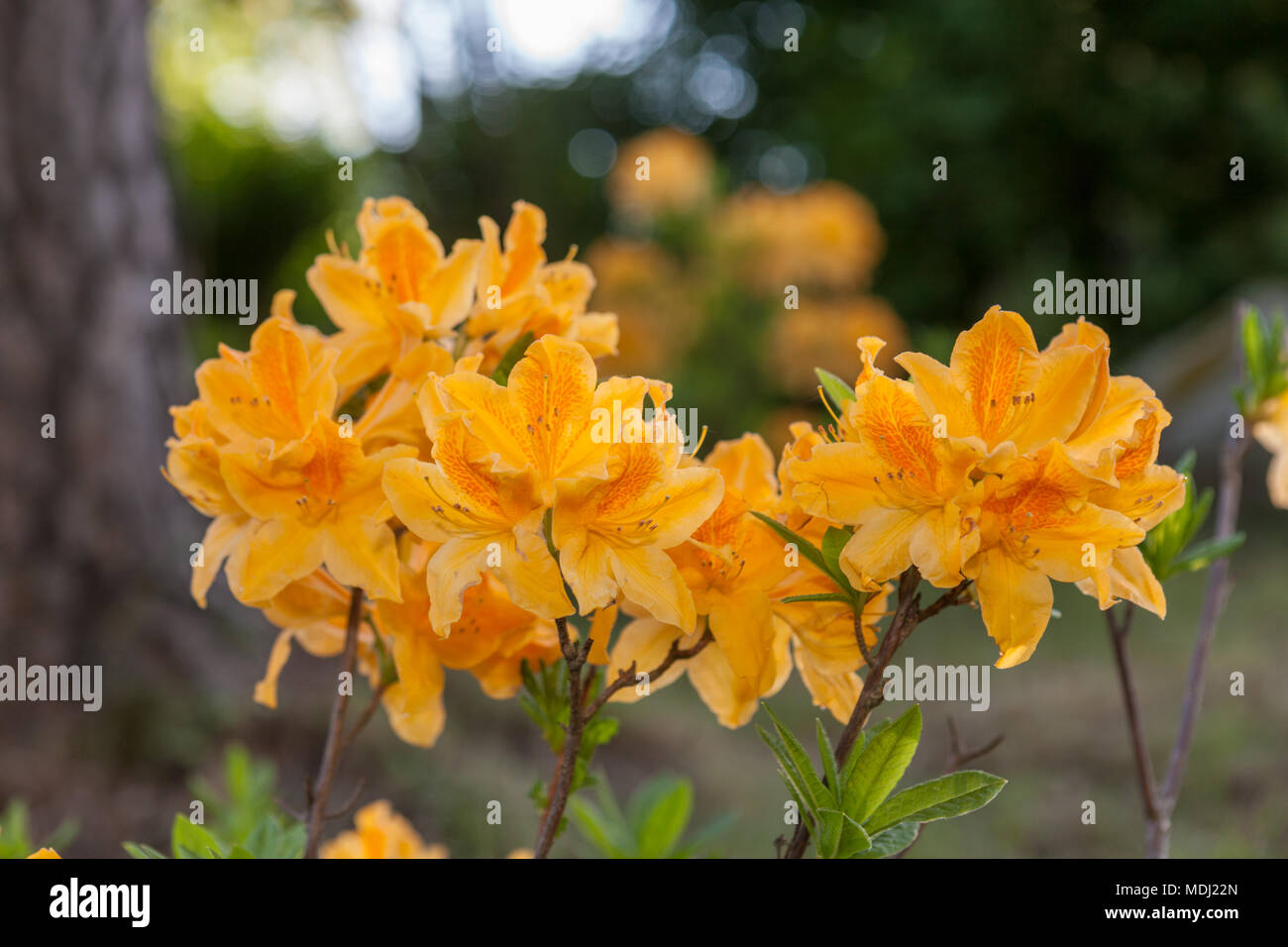 Japanische Azalee, Japansk Azalee (Rhododendron japonica ...
