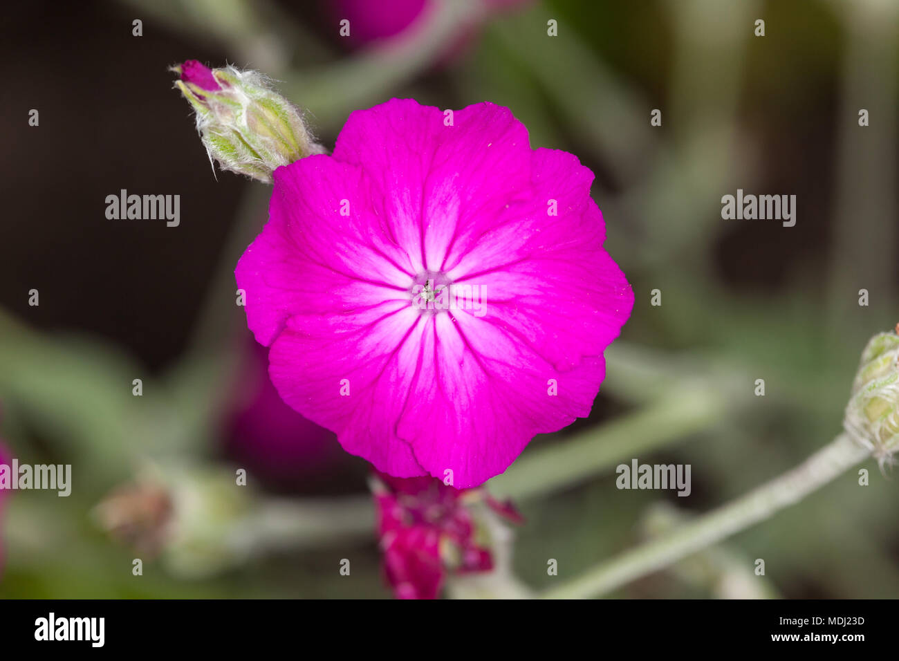 Rose Campion, Purpurklätt (Silene coronaria) Stockfoto