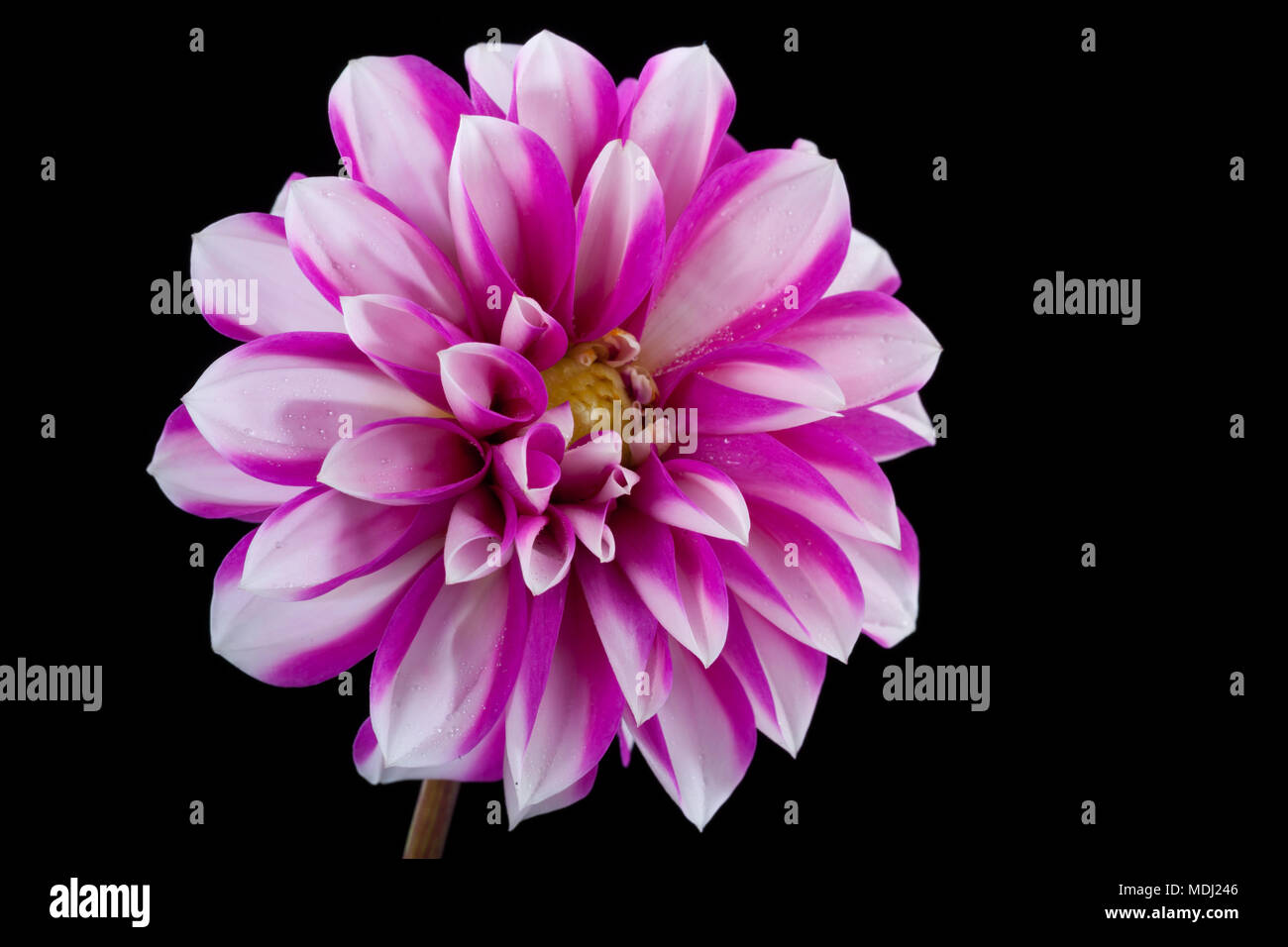 'Cupido' Mignon Dahlien, Mignondahlia (Dahlia x Hortensis) Stockfoto