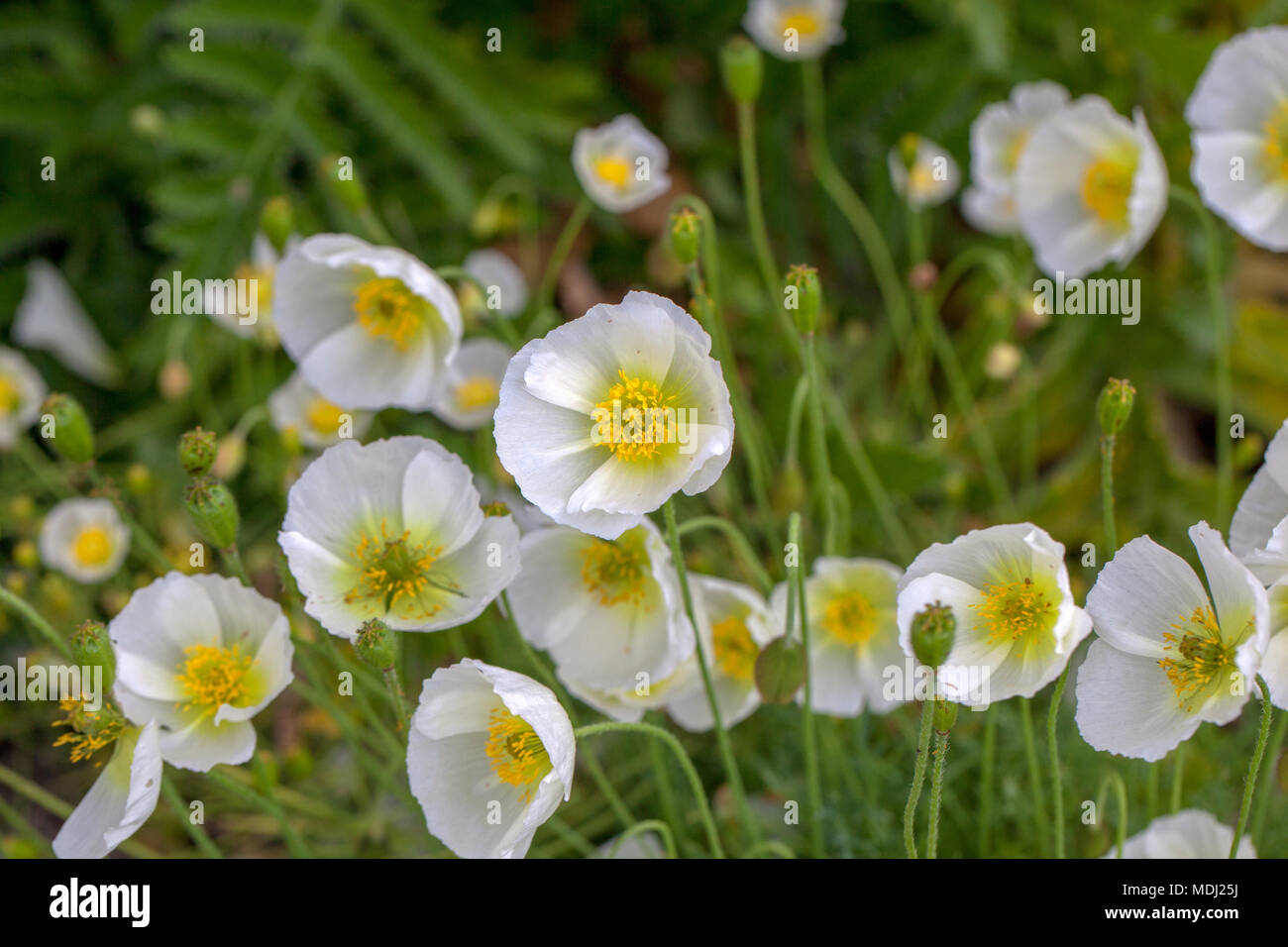 Alpine Poppy, Alpvallmo (Papaver alpinum) Stockfoto