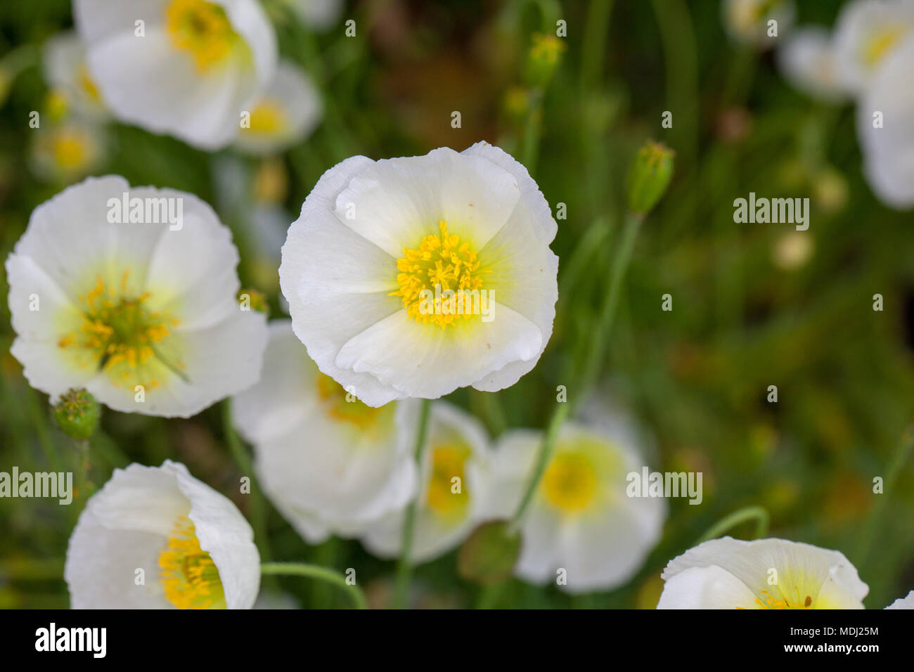 Alpine Poppy, Alpvallmo (Papaver alpinum) Stockfoto