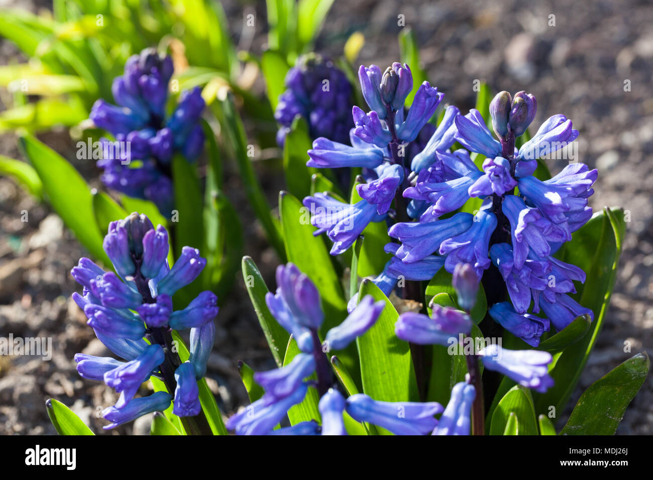 Gemeinsame Hyazinthe, Hyacint (Hyacinthus orientalis) Stockfoto