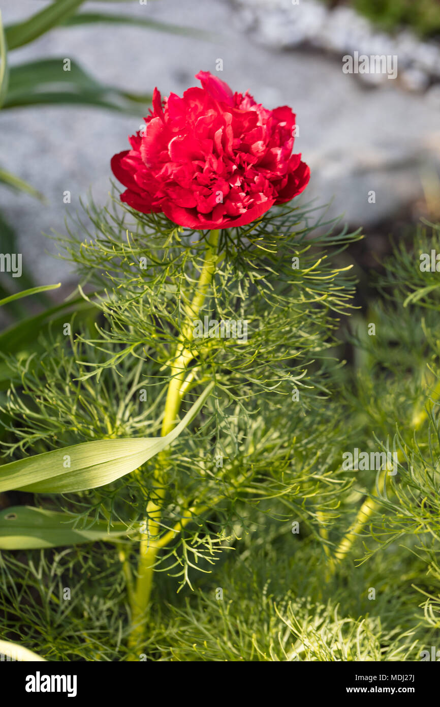 'Plena' doppelte Fernleaf Pfingstrose, Dillpion (Paeonia Tenuifolia) Stockfoto