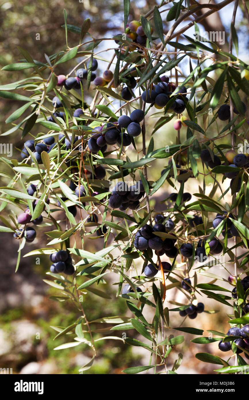 Schwarze Oliven Obst am wilden Olivenbaum (Olea europaea Stockfotografie -  Alamy