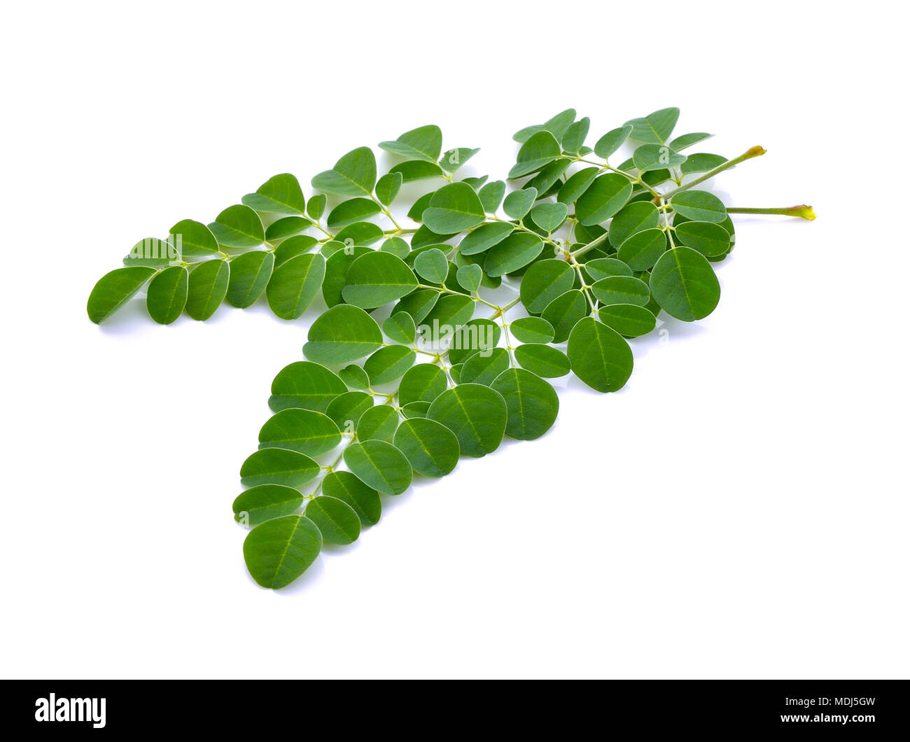Moringa oleifera Blätter auf weißem Hintergrund Stockfoto