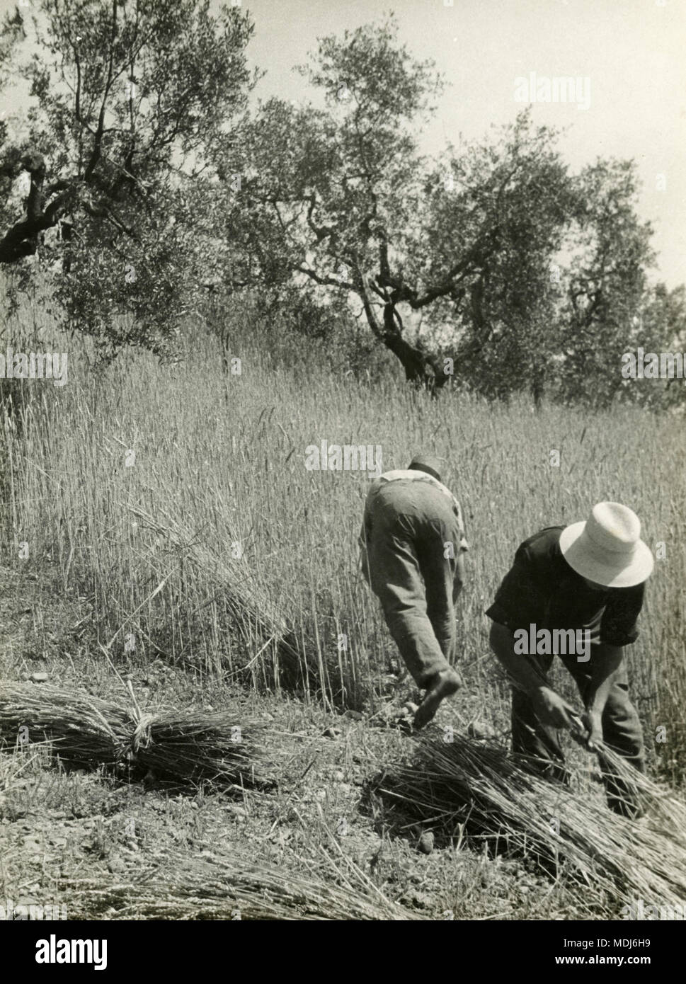 Die Landwirte ernten von Erntegut, Italien 1930 Stockfoto