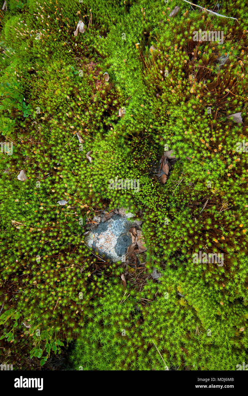 Common haircap Moss (Polytrichum commune) im Wald, Schwedisch Lappland, Norrbotten County, Schweden Stockfoto