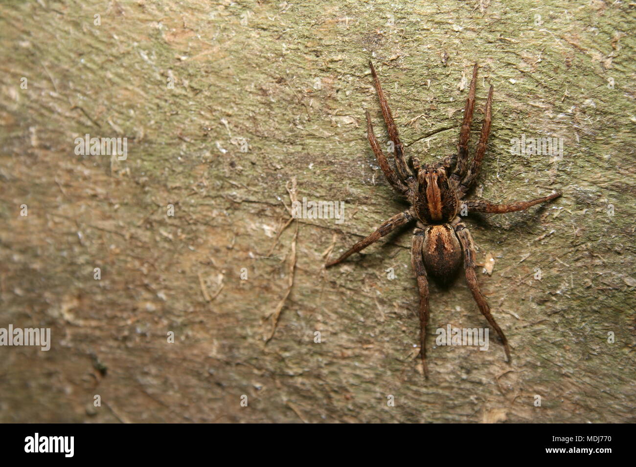 Wolf Spider, Lycosa furcillata, ruhend auf einem Holzbalken. Stockfoto