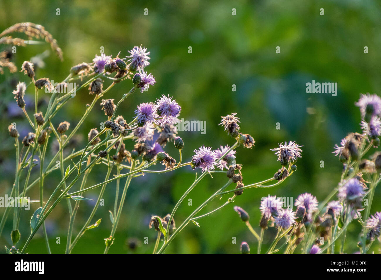 Unkraut, das lila Blten am Morgen Stockfotografie - Alamy