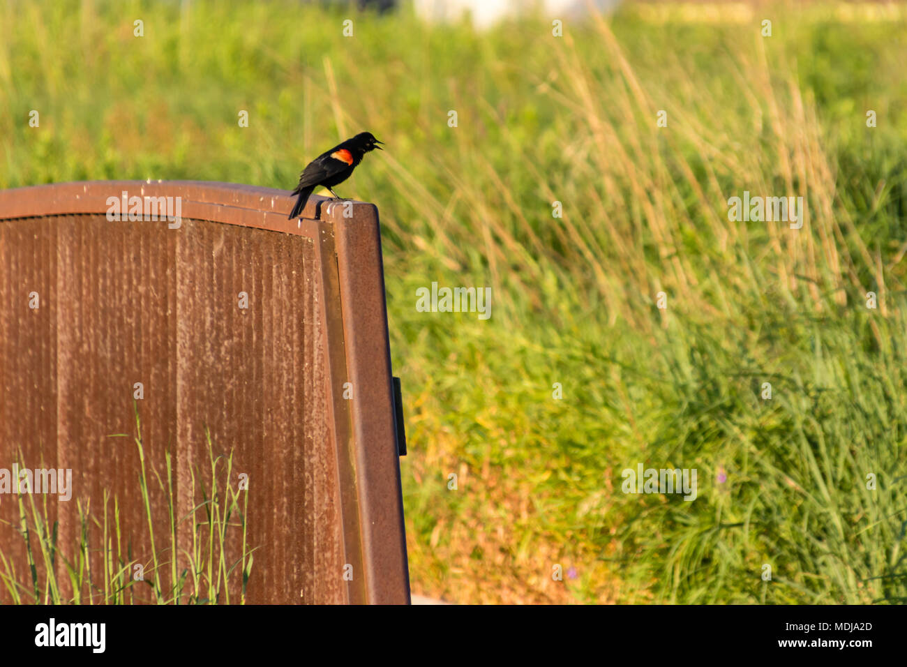 Redwing schwarzer Vogel thront auf einer Brücke singen Stockfoto