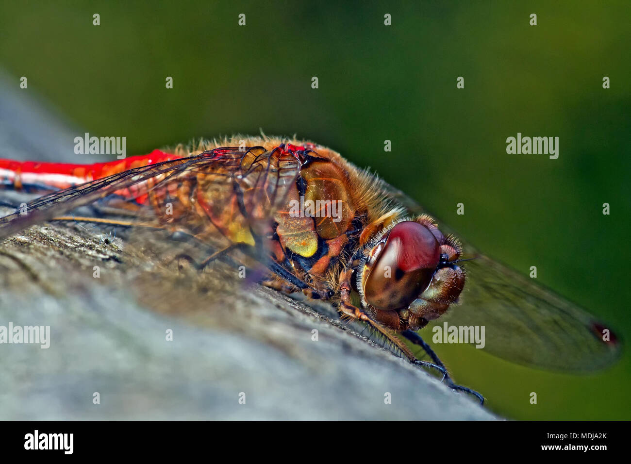 Eine gemeinsame Darter Libelle, eine der häufigsten Libellen in Europa und oft von Teichen und Seen gefunden, Aalen in der Sonne. Stockfoto