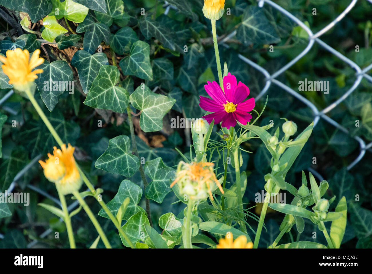 Ein einsamer roter Wildflower von Ivy und gelbe Blumen umgeben Stockfoto