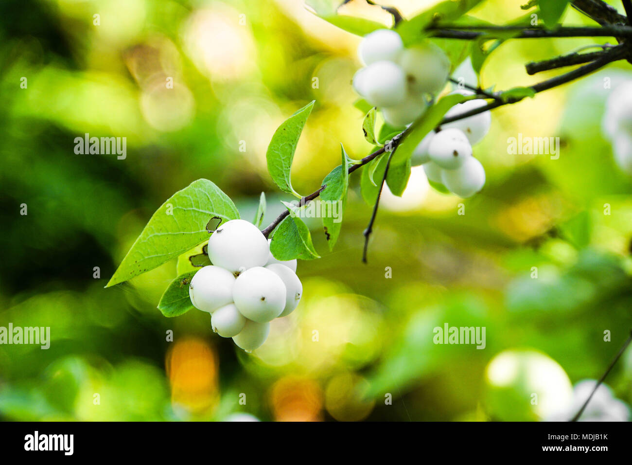 Snowberry strauch Zweig Stockfoto