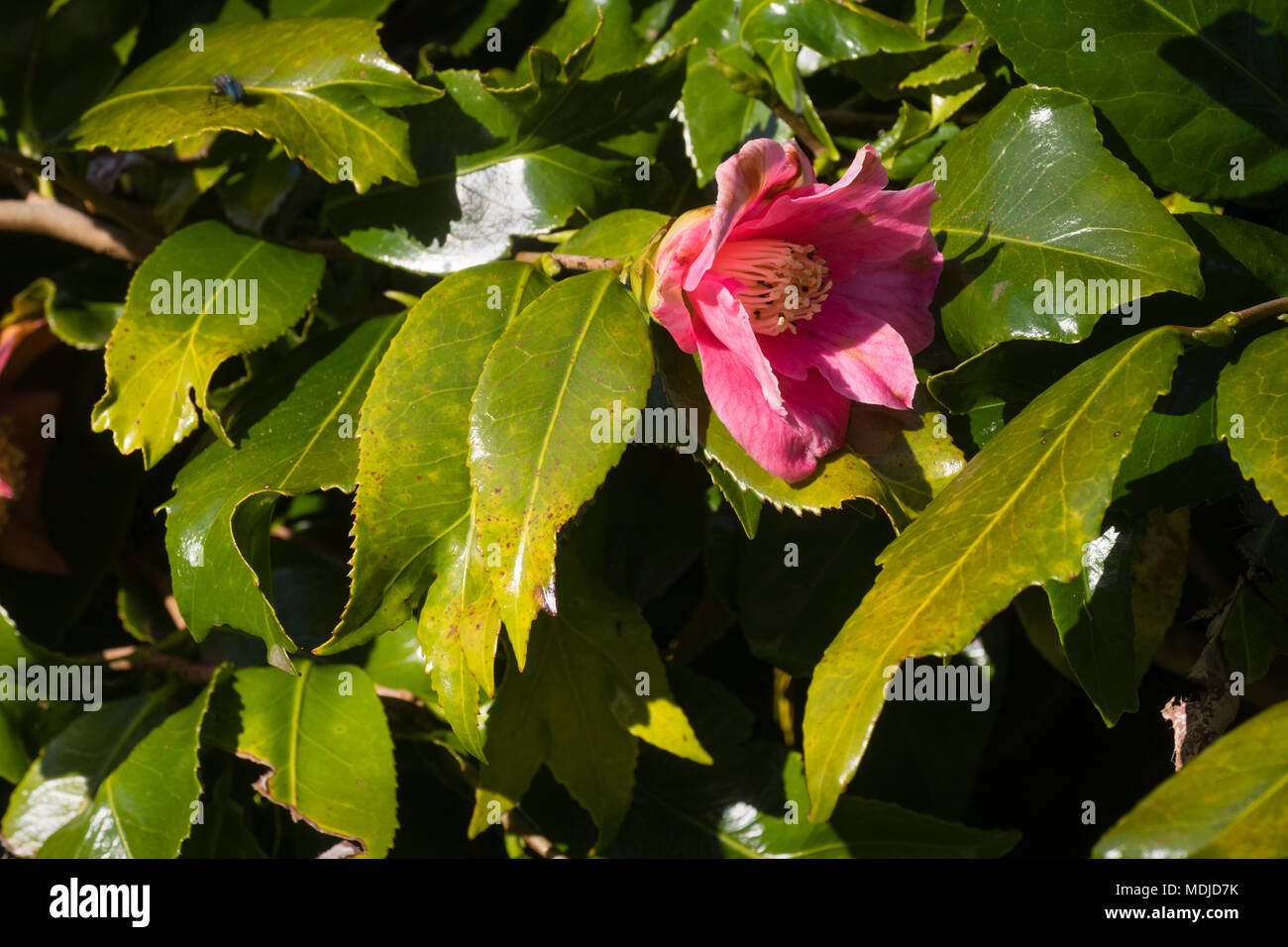 Pnk einzelne Blume und glänzend, unterteilt Foilage der immergrünen fishtail Kamelie Camellia japonica 'Kingyo - Tsubaki' Stockfoto