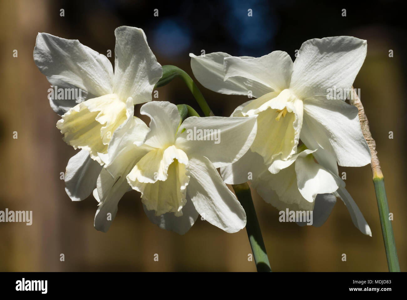 Weiße Trompeten der Multi vorangegangen vor 1930 Heritage narzisse Narcissus 'Tresamble' Stockfoto