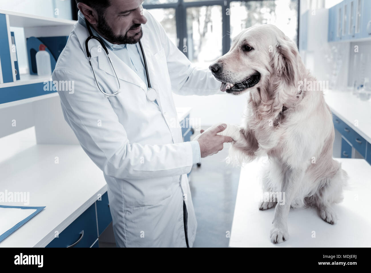 Smart vet Arzt Halten eines labradors Paw Stockfoto