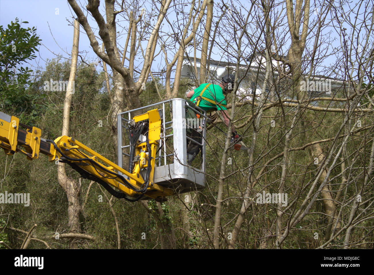 Holzfäller, Baum Chirurg auf ein Mobiltelefon mit einer Kettensäge Plattform, zurück überwucherten Baum's zu beschneiden, tragen die richtige Schutzkleidung. Stockfoto