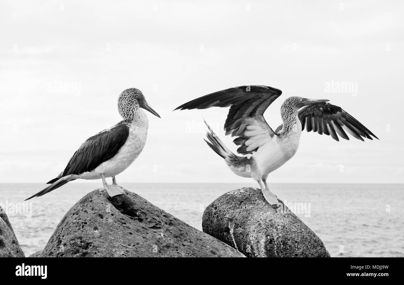 Blue-footed Booby in der umwerbung Tanz auf den Felsen, Galapagos Stockfoto