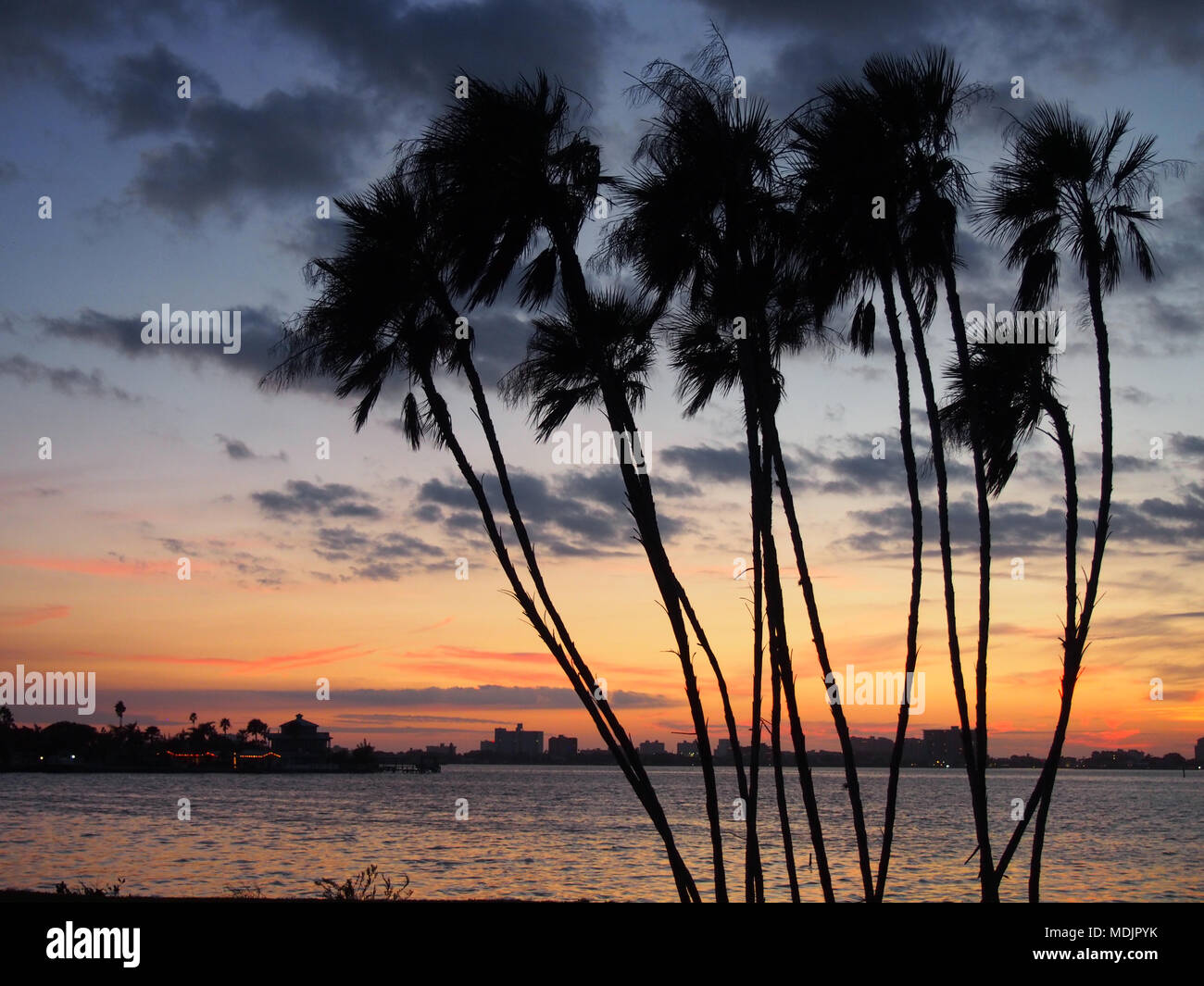 Silhouette Palmen bei Sonnenuntergang, Clearwater, Florida, USA, 2017 © katharine Andriotis Stockfoto