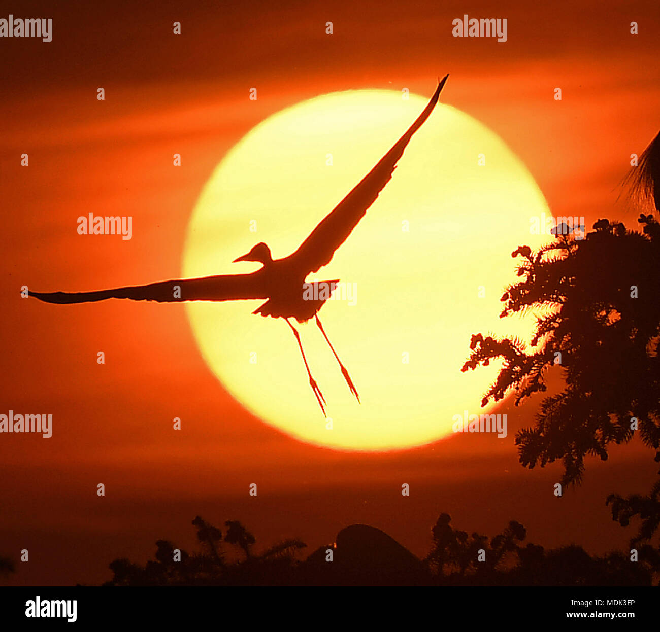 (180420) - Peking, 20. April 2018 (Xinhua) - ein Reiher fliegt über die xiangshan Forest Park in Nanchang, Provinz Jiangxi, China 19. April 2018. Hunderttausende von Reiher haben sich im Park ihre Brutzeit zu verbringen. (Xinhua / Wan Xiang) (Ry) Stockfoto