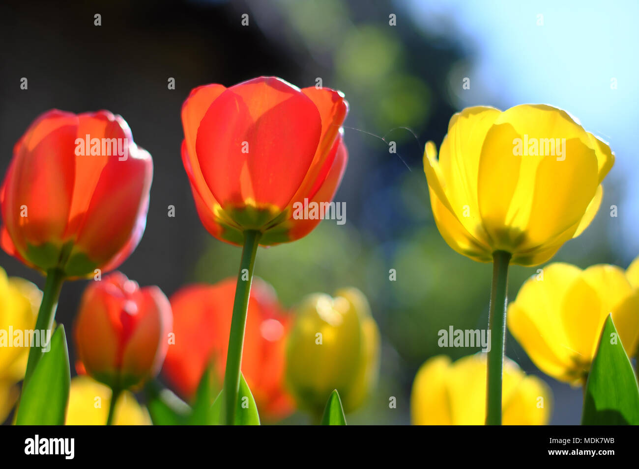 Bedfordshire 20 April 2018 UK Wetter, einem heißen sonnigen Freitag und Tulpen blüht in einem Garten in Luton, Bedfordshire, Großbritannien. Stockfoto