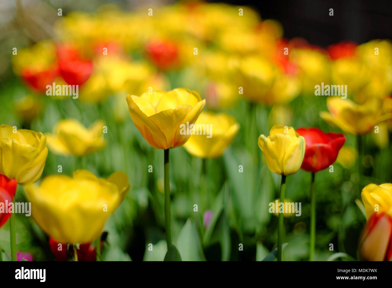 Bedfordshire 20 April 2018 UK Wetter, einem heißen sonnigen Freitag und Tulpen blüht in einem Garten in Luton, Bedfordshire, Großbritannien. Stockfoto