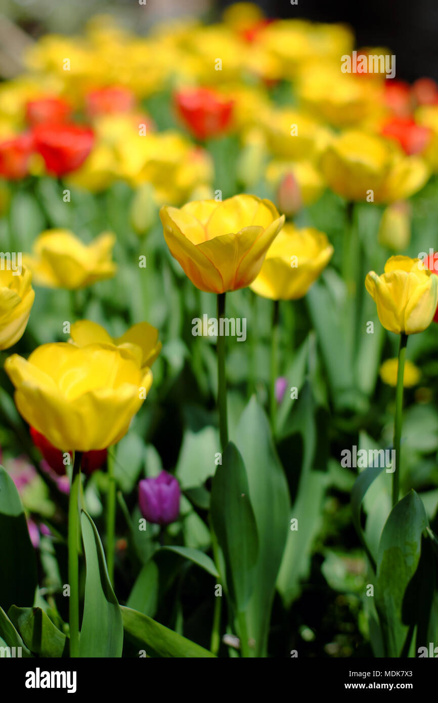 Bedfordshire 20 April 2018 UK Wetter, einem heißen sonnigen Freitag und Tulpen blüht in einem Garten in Luton, Bedfordshire, Großbritannien. Stockfoto