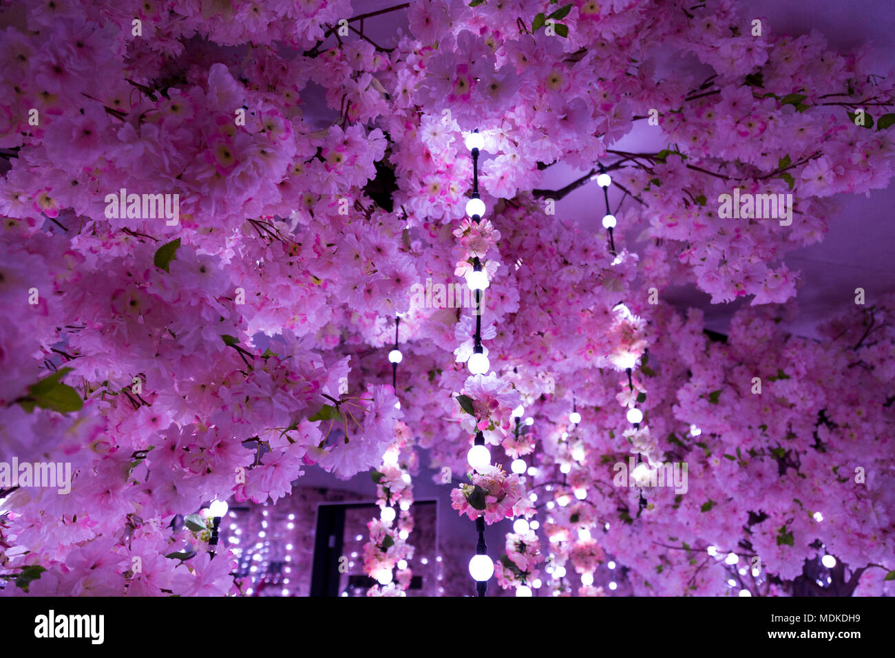 Sakura Kirschblüte Spiegel Zimmer Der Infinity Garden an der ense Platz" Installation in Exchange Square, Liverpool Street, London, UK Stockfoto