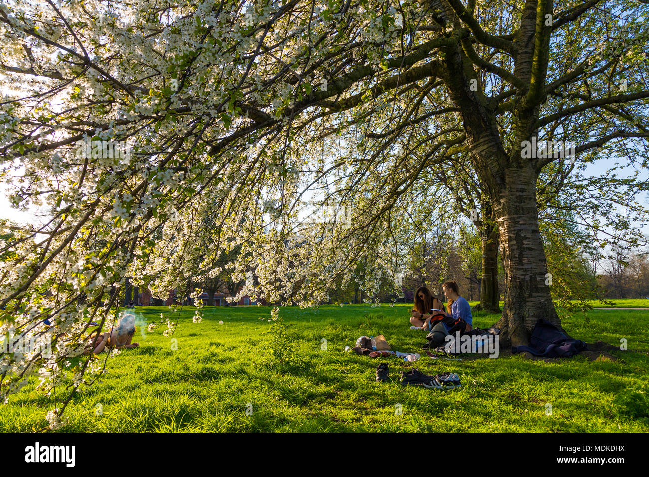 London, UK, 19. März 2018 - Hyde Park London Erfahrungen eine Hitzewelle, die heisseste April Tag in 70 Jahren, Mädchen im Park sitzen unter einem blühenden Baum Stockfoto