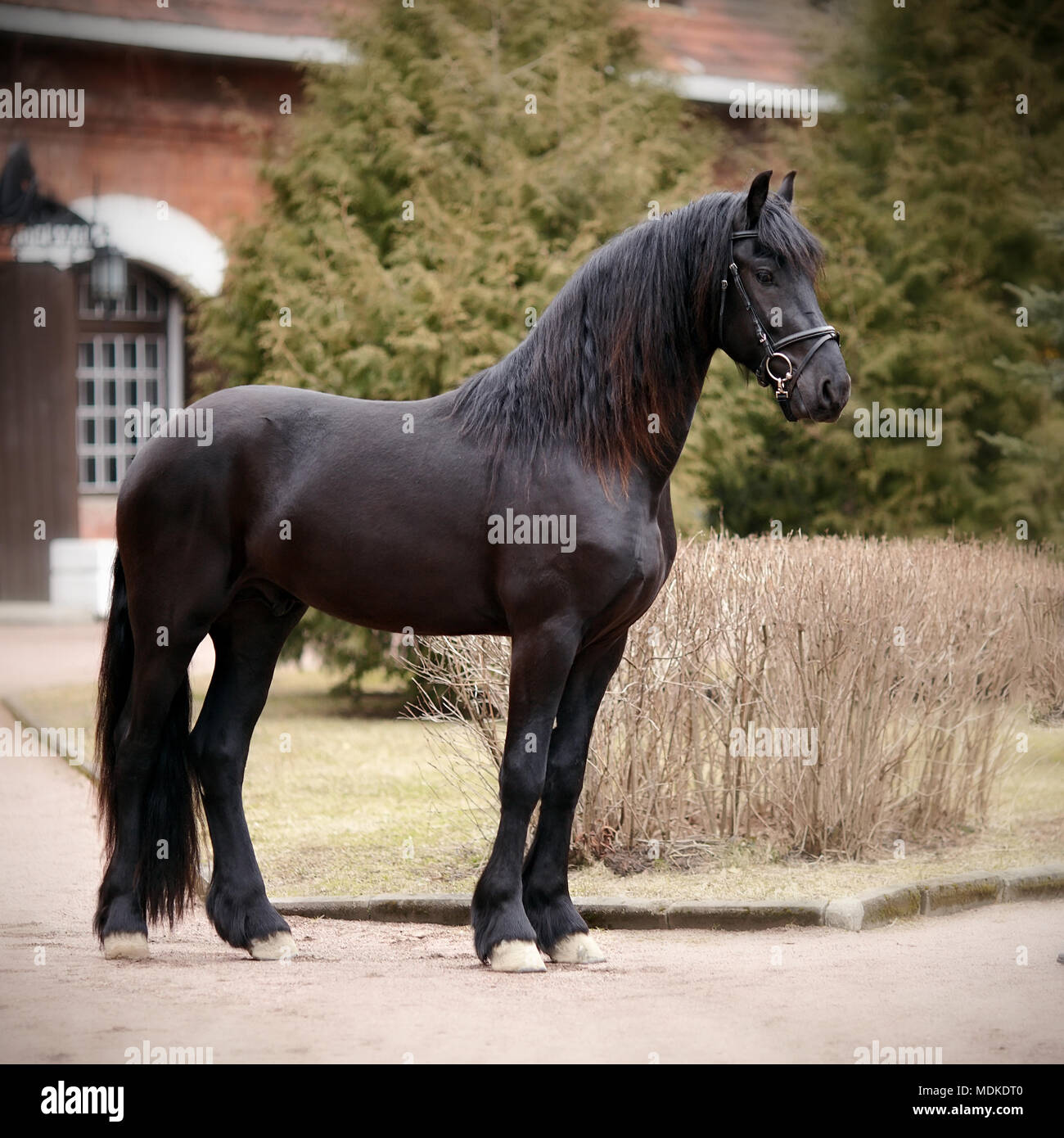 Schwarzer Hengst. Sport Black Horse. Vollblut Pferd. Schönes Pferd. Stockfoto