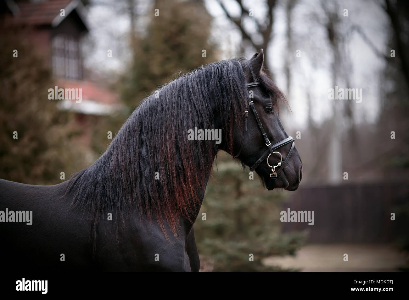 Schwarzer Hengst. Porträt einer Sport Black Horse. Vollblut Pferd. Schönes Pferd. Stockfoto