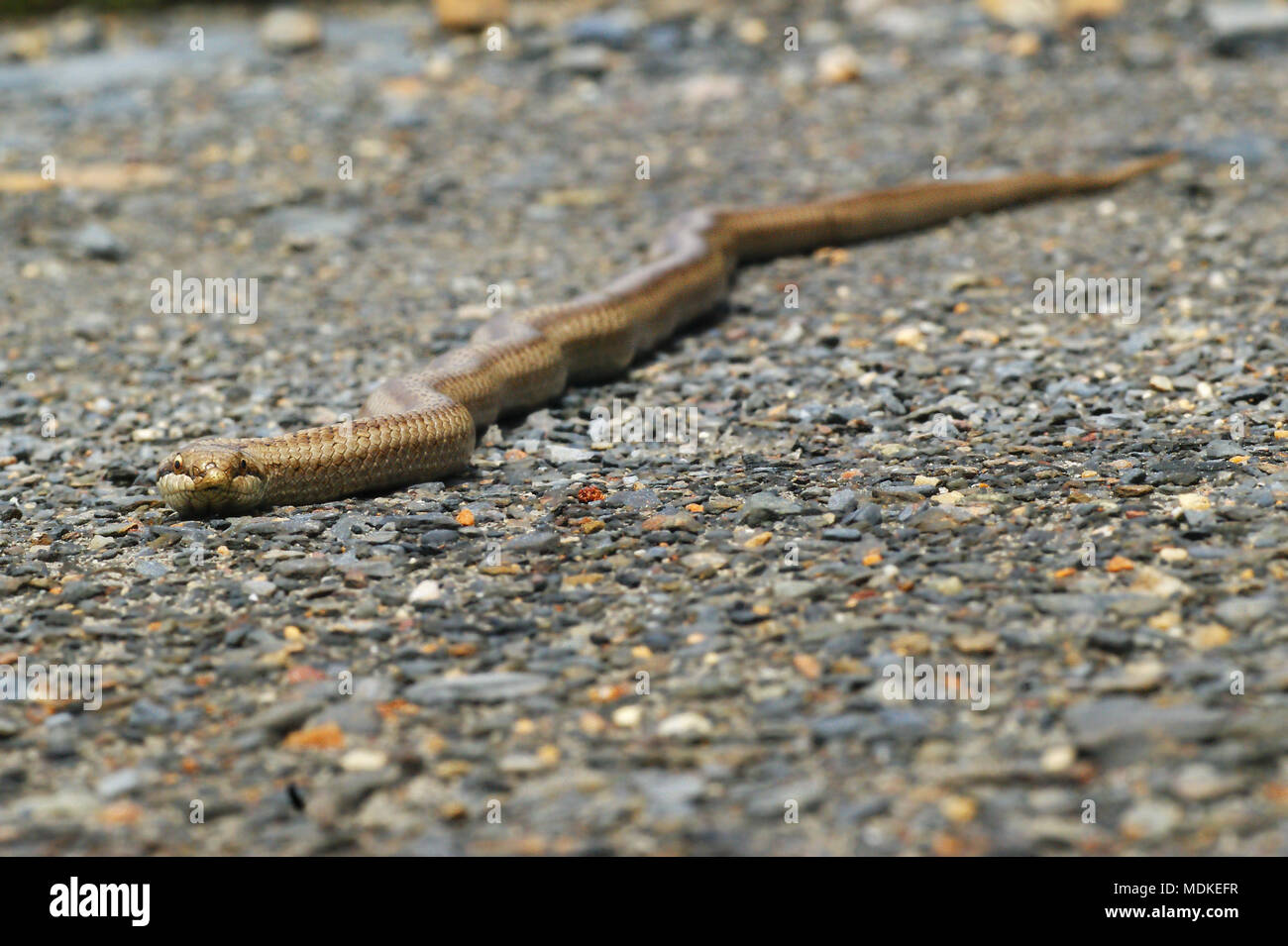 Glatte Schlange, León, Spanien, (Coronella austriaca). Stockfoto