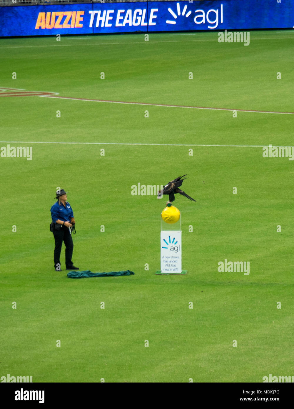 Auzzie wedge tailed eagle am neuen Optus Stadion, Perth, WA, Australien. Stockfoto