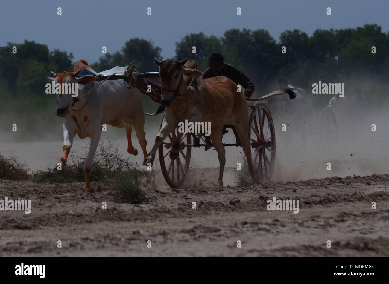 Ein pakistanischer Landwirt seine Stiere, als er in einem traditionellen bull Rennen in Dorf Jaranwala 30 Keil konkurriert, etwa 250 km von Lahore in einem ländlichen Ecke von Pakistan am 20. April 2018. Stockfoto