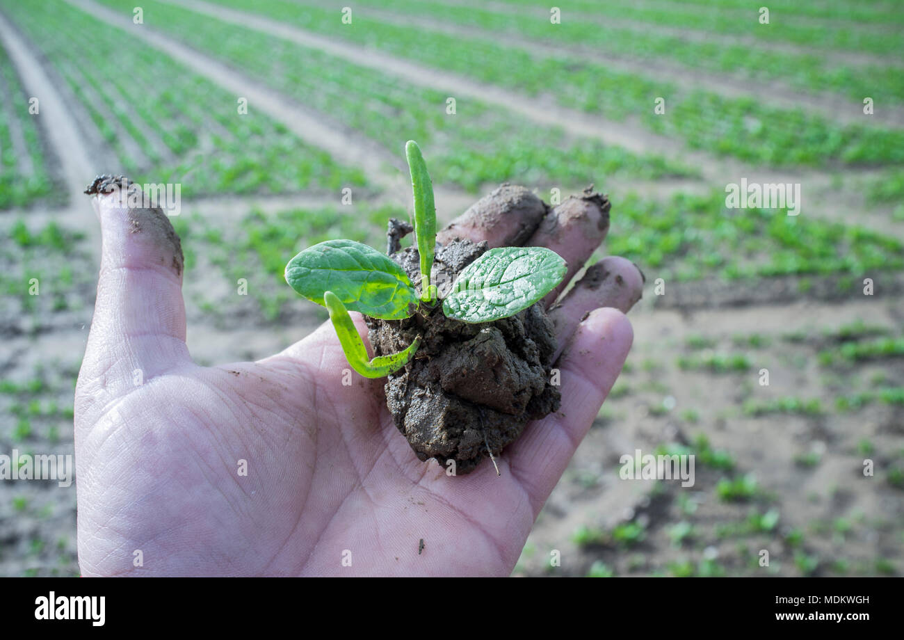 Reifen Landwirt hand Bäumchen mit espinach Anlage. Früchte seiner Arbeit Stockfoto