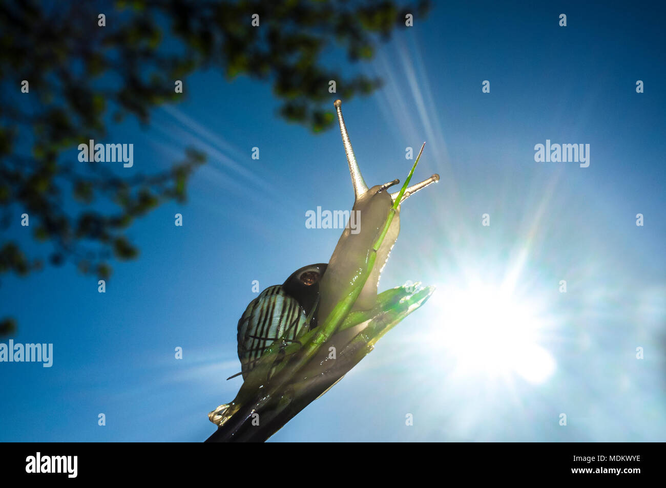 Kleiner Garten Schnecke klettern durch Gras Niederlassung bei steigender Tendenz. Blauen Himmel als Hintergrund Stockfoto