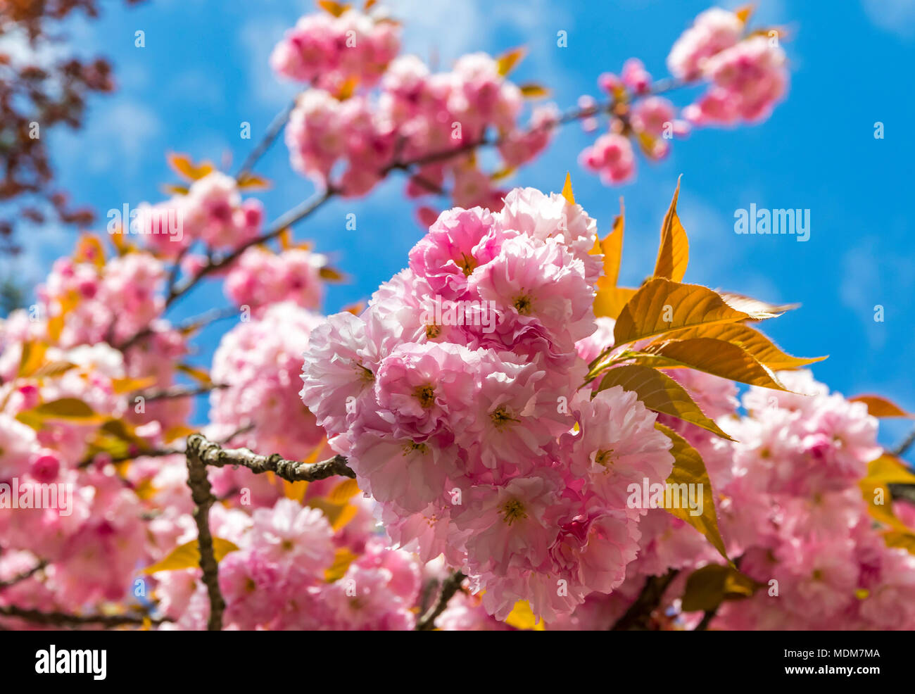 Nahaufnahme der Blüte rosa Kirschbaum, Ushgorod Stadt, Transkarpatien, Ukraine Stockfoto