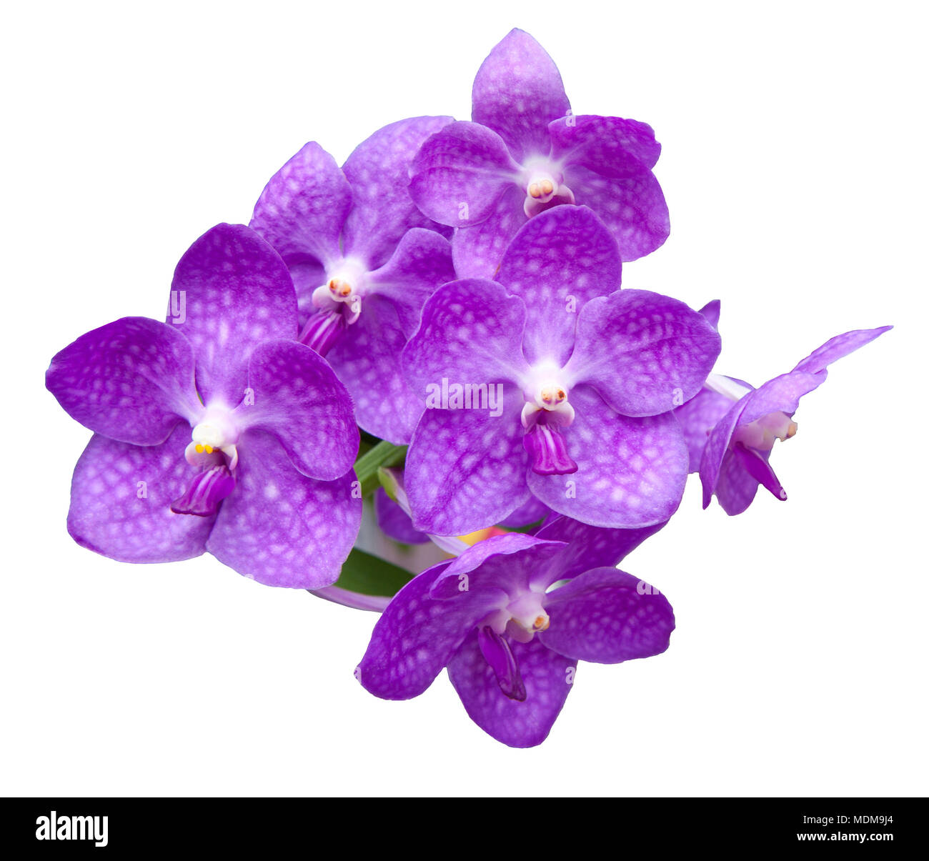 Datei von Orchideenblüten Bouquet isoliert auf weißem Hintergrund Stockfoto