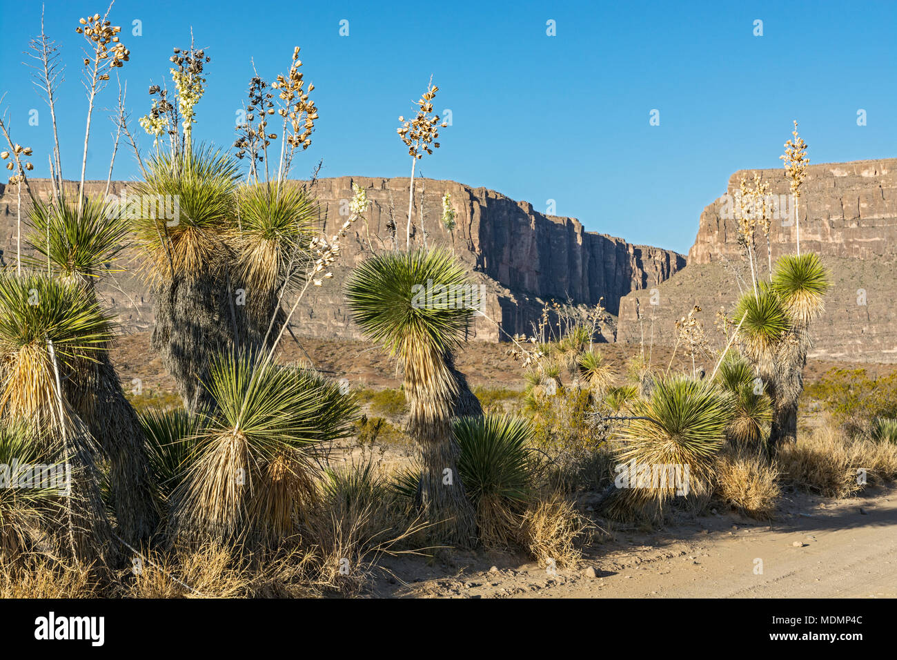 Texas, Big Bend National Park, Old Maverick Road, Santa Elena Canyon Stockfoto