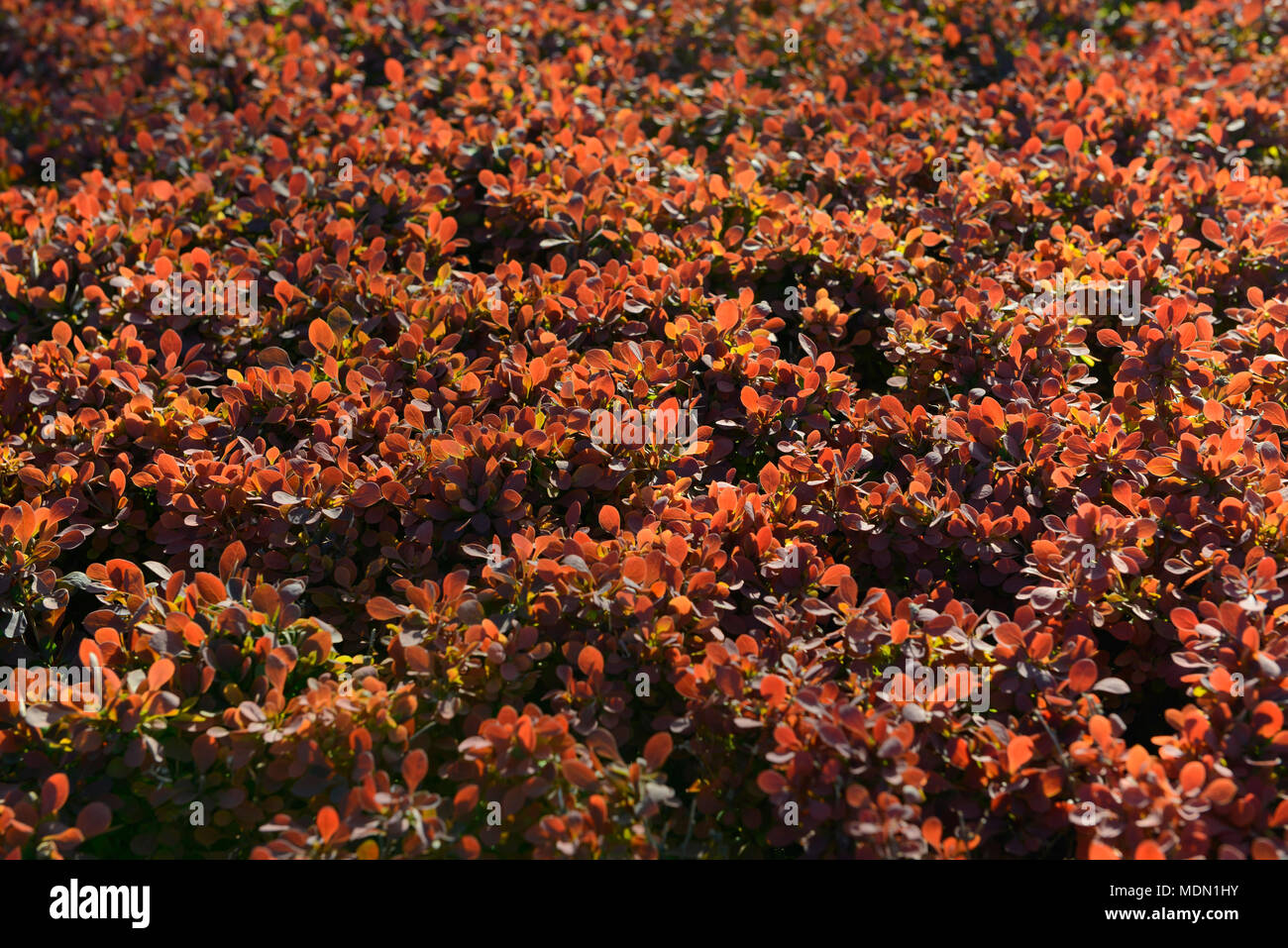 Rot-leaved Absicherung gegen das Licht gesehen wie die Sonne in Tongzhou, Peking, China setzt Stockfoto