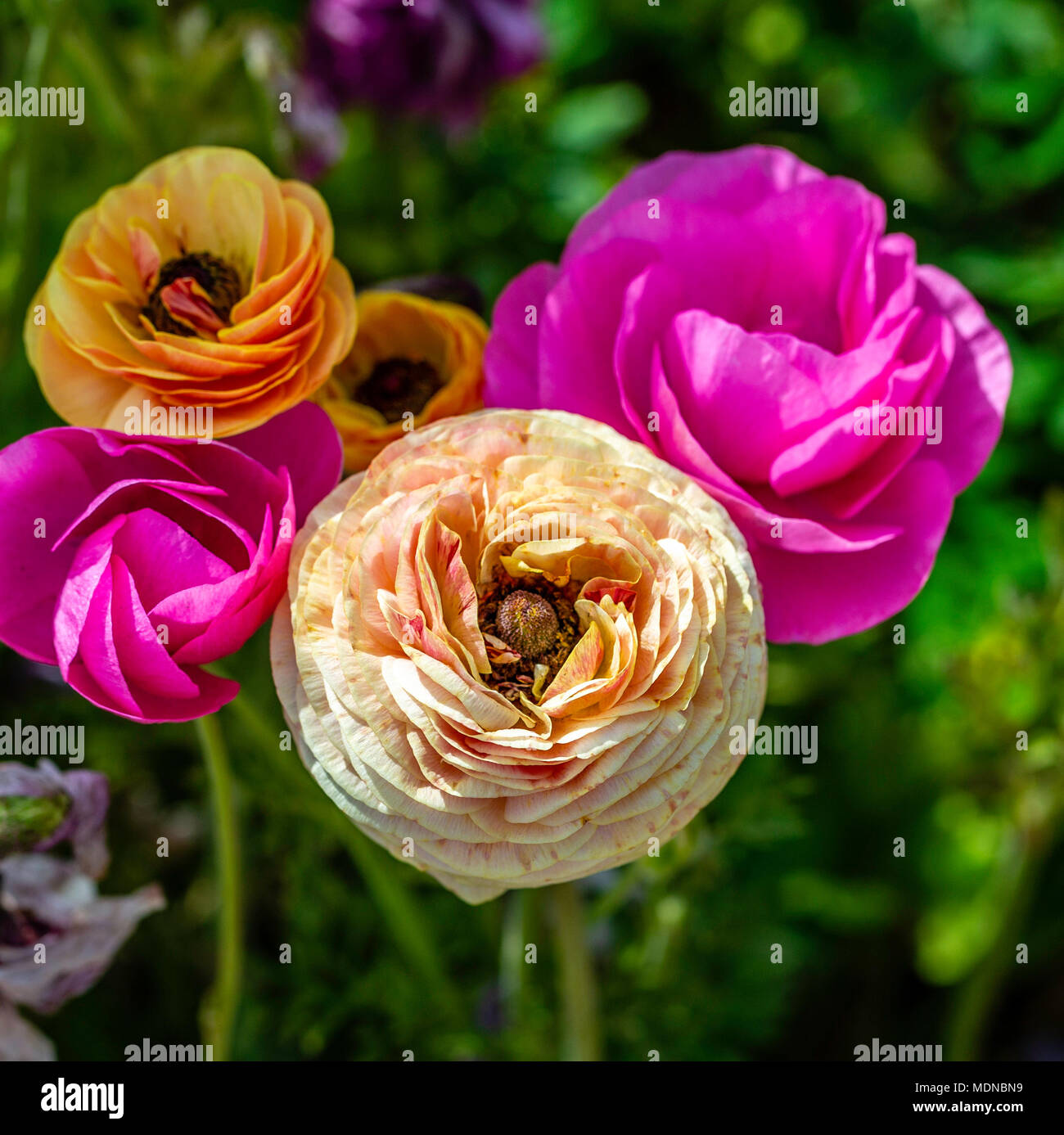 Die Spezialisierung und die Farben der Ranunculus waren ein Anblick. Mehr noch aus der Nähe. Es Bildschirm zurück und geben Sie Ihren eigenen Text für einen Frühling Nachricht hinzufügen Stockfoto