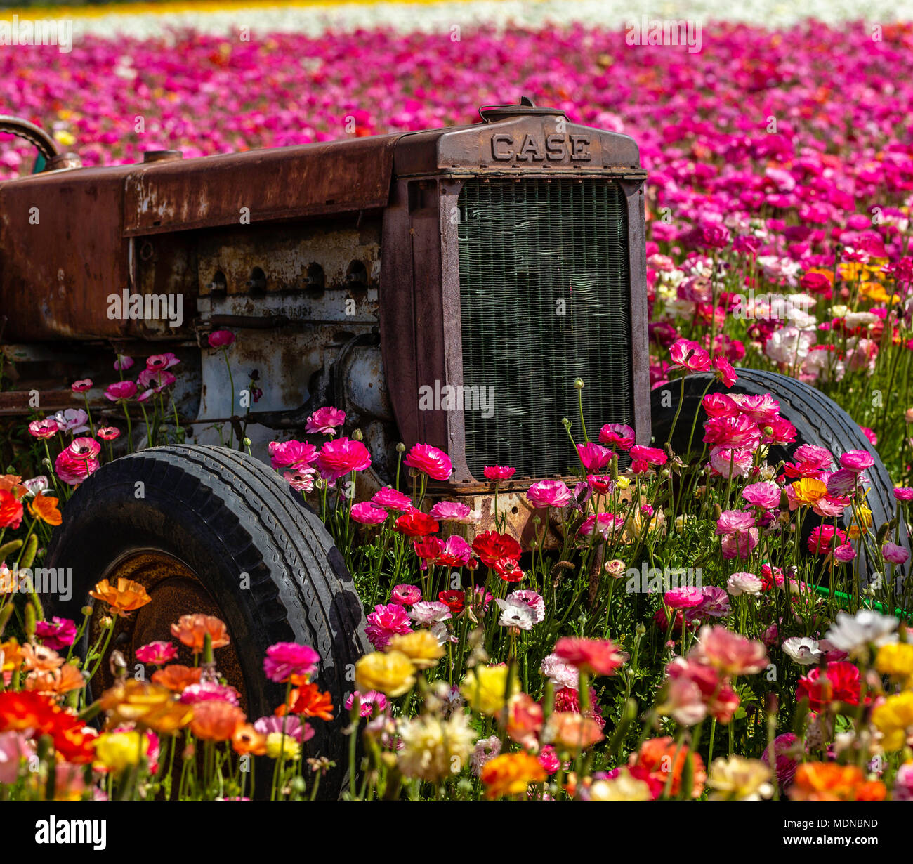 Eine Erinnerung daran, dass es Einiges an Arbeit und einem treuen Traktor oder zwei solche Schönheit mit pflanzten Blumen zu erstellen Stockfoto