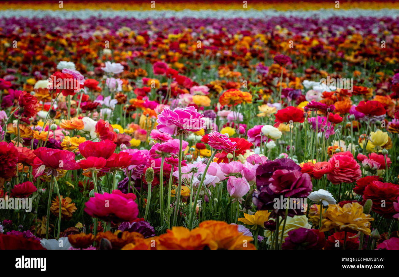 Ich war entschlossen, konzentriert zu bleiben inmitten der Schönheit und Ablenkungen der Blumen alle um mich herum. Drehen der Blick in die positive Verstärkung Stockfoto