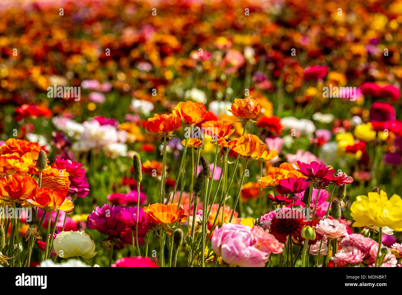 Ein Feld der Blumen platzen in jeder Farbe, die man sich vorstellen kann. Ist es ein Traum, oder ist es real. Die saison Feiern mit dieser Farbe platzen von Feldblumen Stockfoto