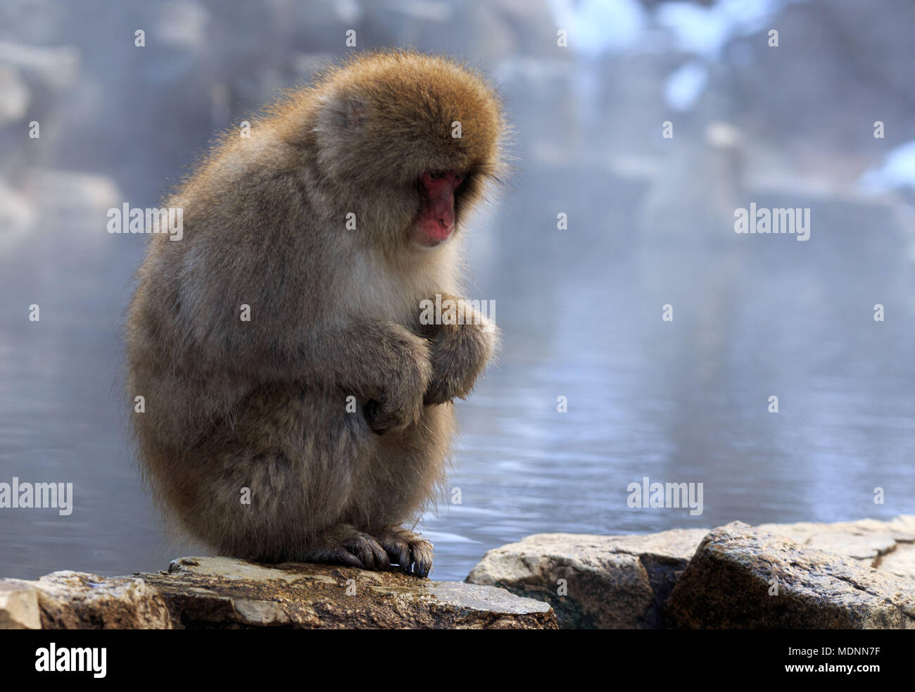 Snow monkey Blicke in die Ferne in Nagano, Japan Stockfoto