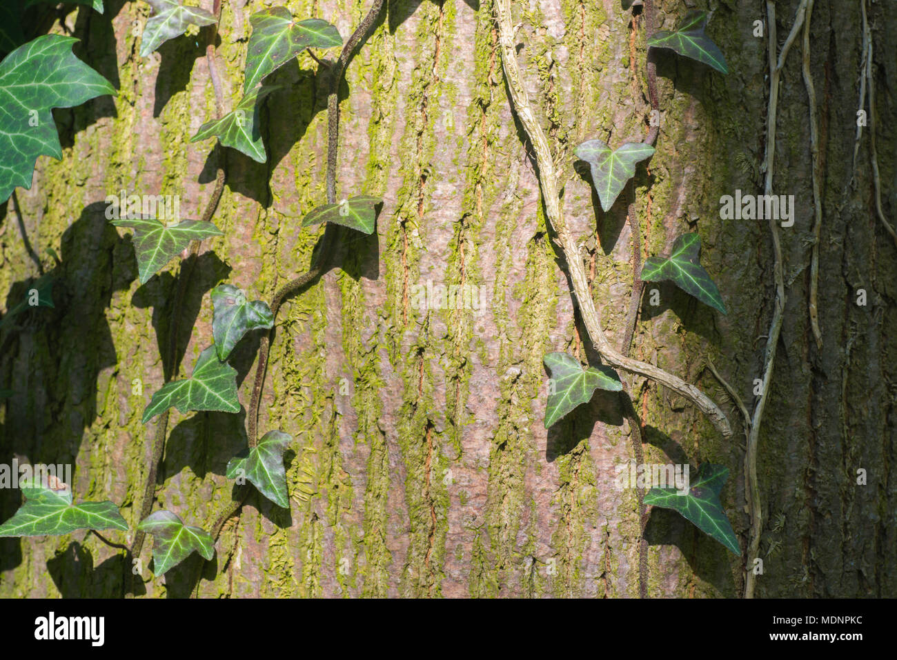 Efeu Blätter auf alte Baumrinde Makro Stockfoto