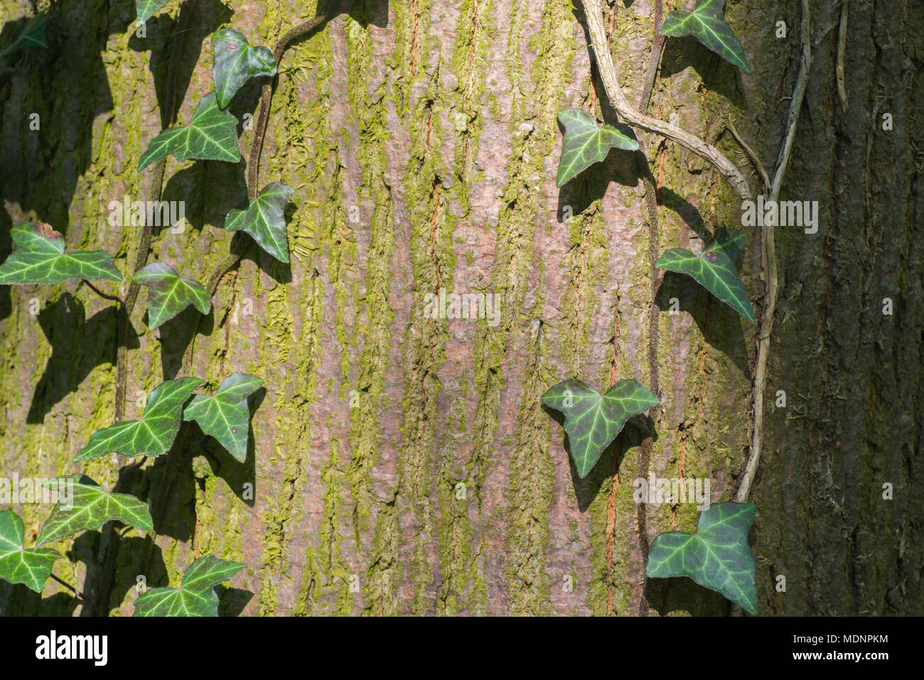 Efeu Blätter auf alte Baumrinde Makro Stockfoto