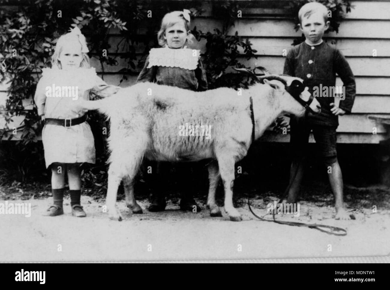 Drei Kinder zeigen ihre Haustier Ziege - Reich Postkarte Bild Stockfoto