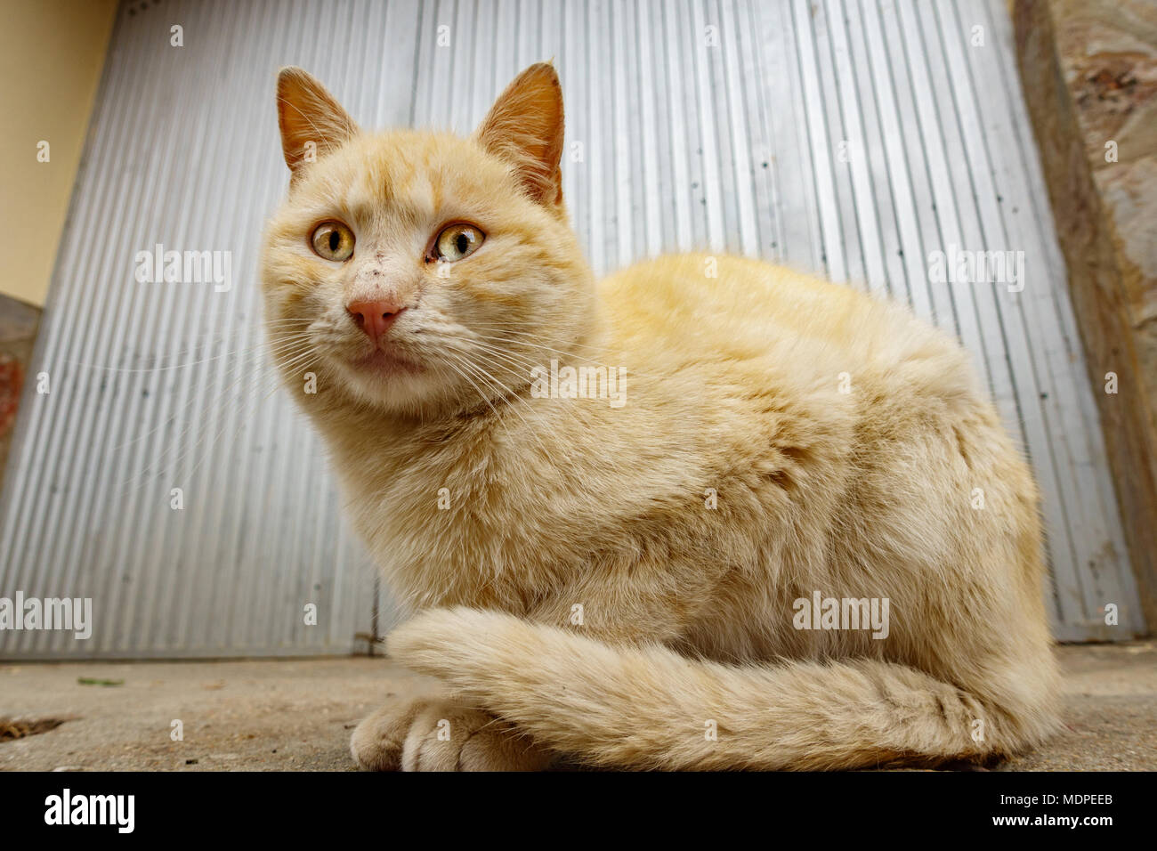 Gelbe Katze vor der eiserne Tür Stockfoto