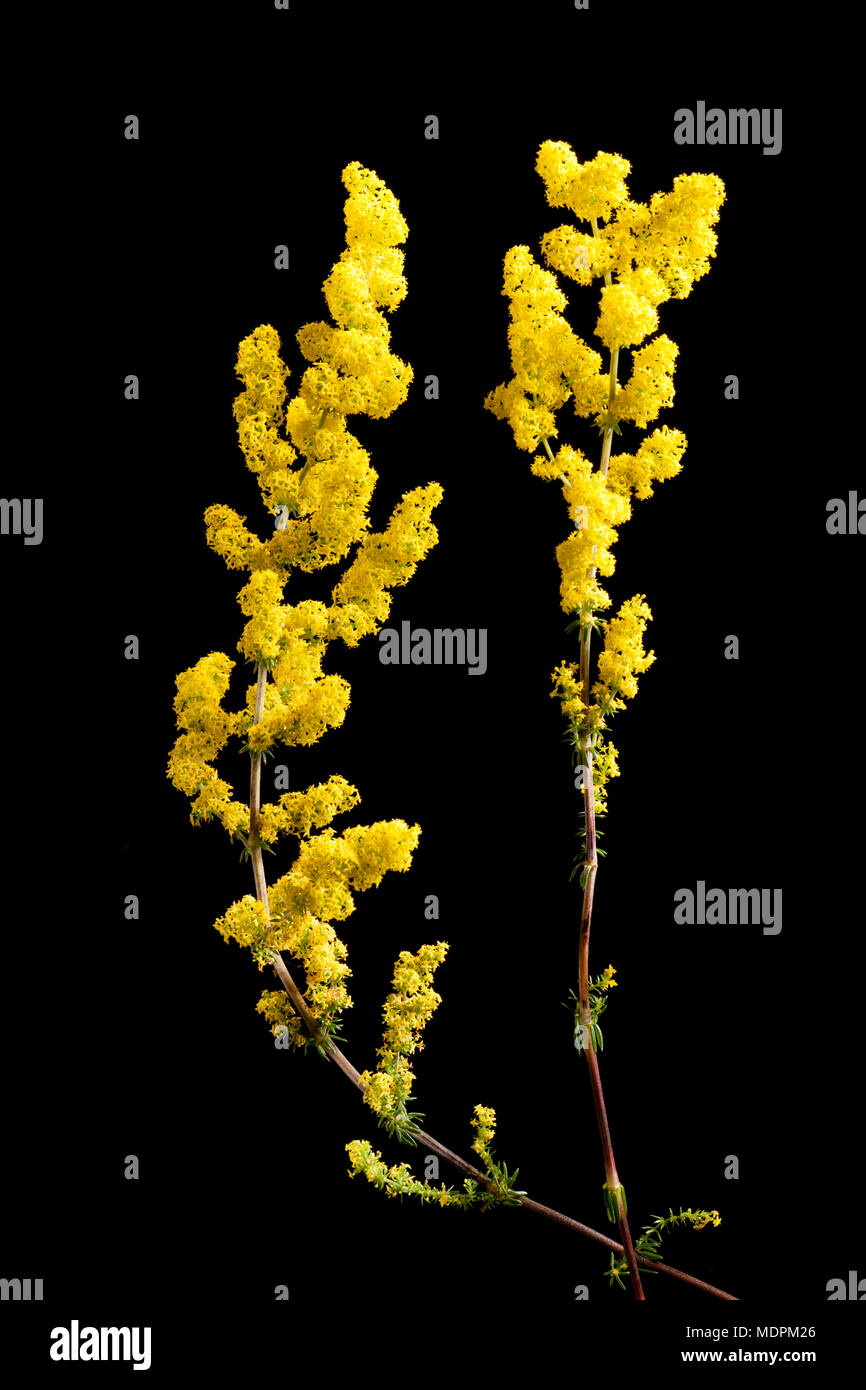 Lady's bedstraw Galium verum Blumen, Süd Küste von Dorset England UK GB. Auf einem schwarzen Hintergrund. Stockfoto